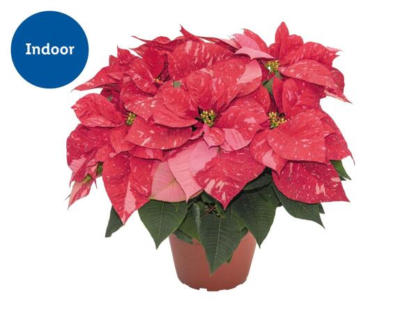 Speciality Christmas Poinsettia