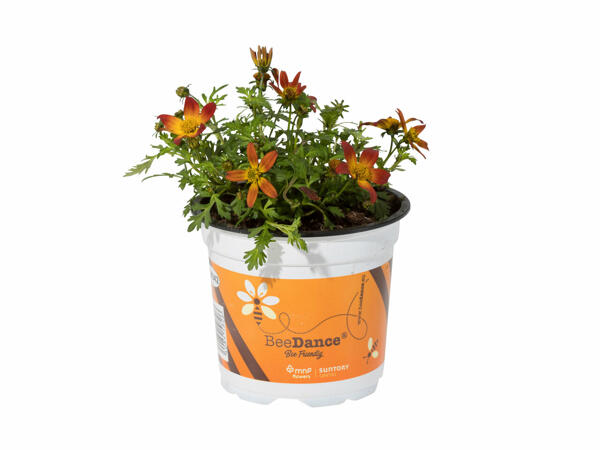 Bidens Beedance