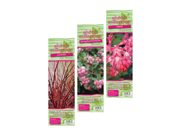 Single Pack Shrubs
