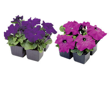 GARDENLINE Surfinien, Petunien