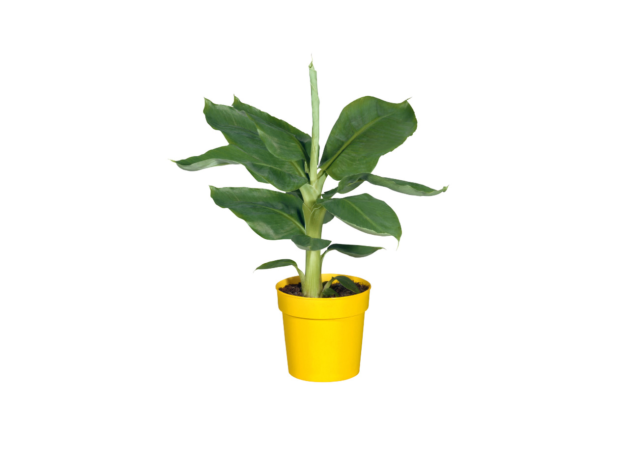 BANANPLANTA
