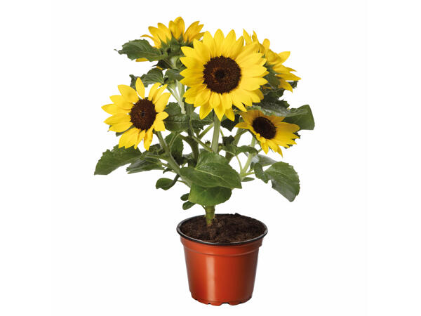 Tournesol