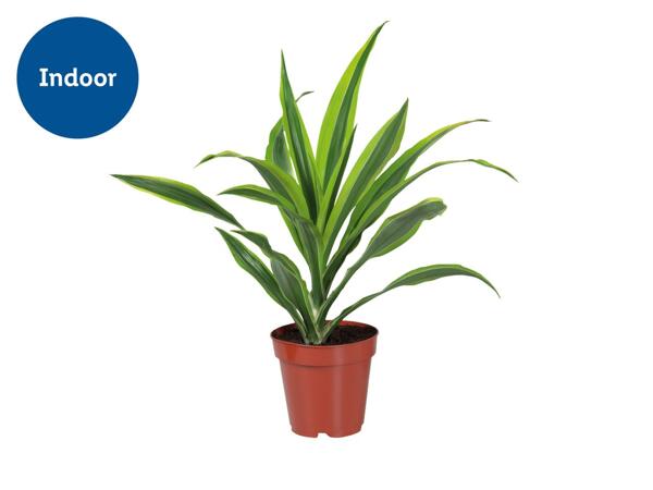 Assorted Green Houseplants