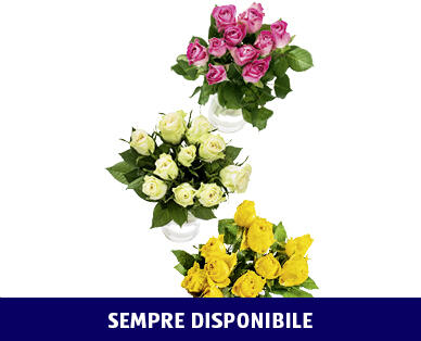 ROSE FAIRTRADE MAX HAVELAAR