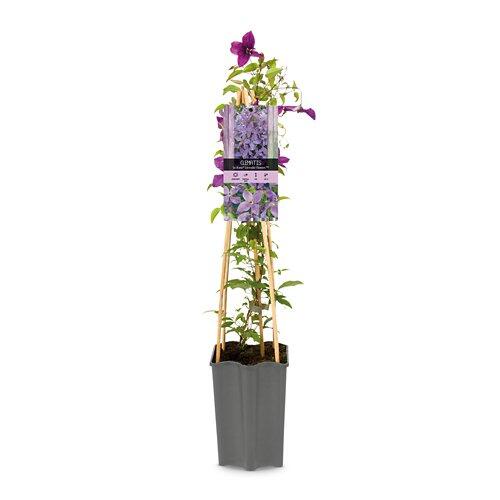 Clematis