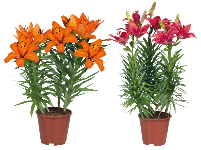 Lilien