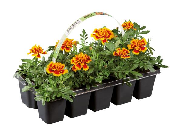 10 Pack Bedding Plants