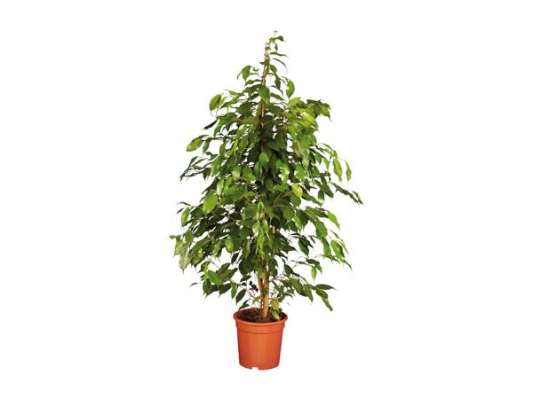 Large Houseplants