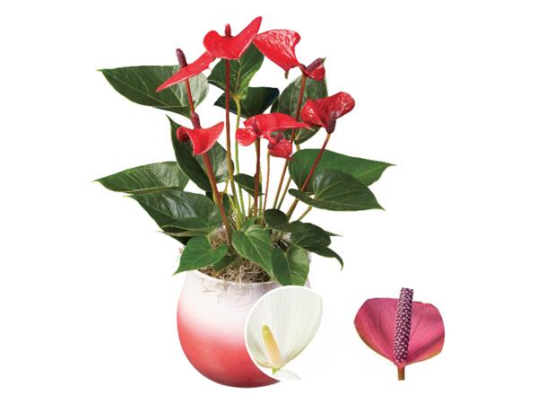 Rosenkalla "Super Mama"