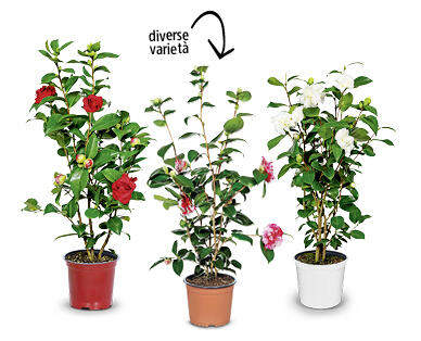 Camelia