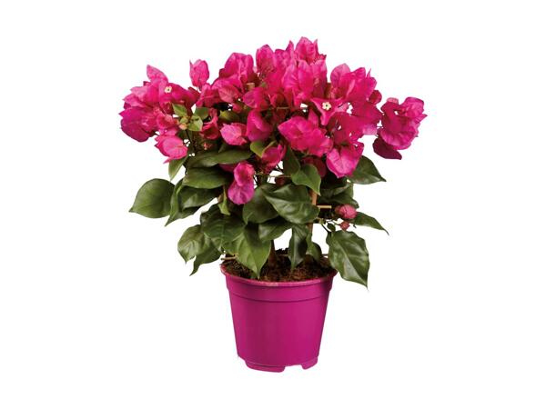 Bougainvillea på espalier