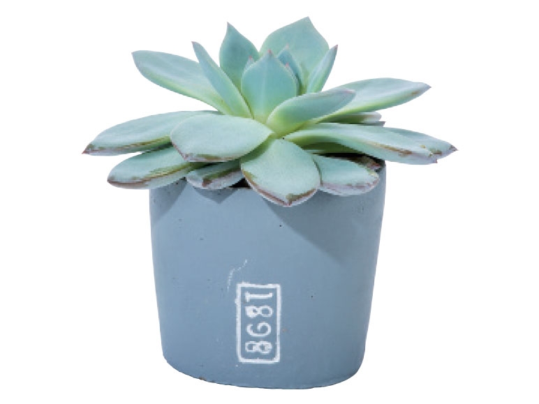 Succulent in Ceramic Pot - from Monday 22nd August