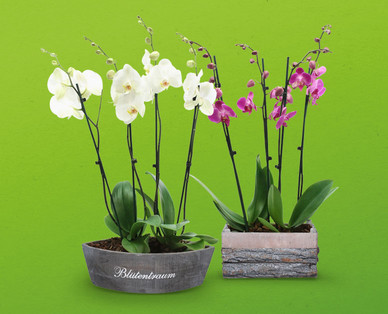 Orchideen-Arrangement