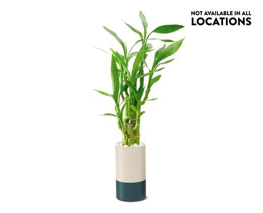 2.5" Lucky Bamboo