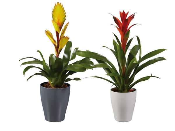Vriesea or Guzmania