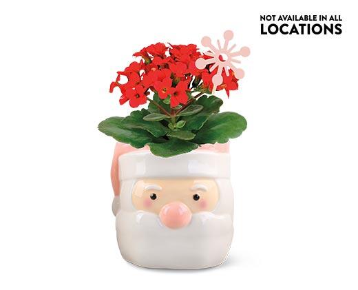 Holiday Kalanchoe Assorted Colors