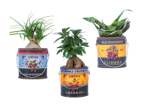 Grøn plante i spand