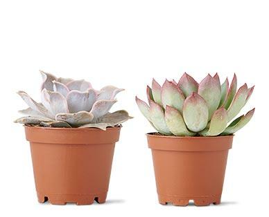 Mini Succulent Assorted Varieties