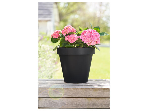 Plant Pot