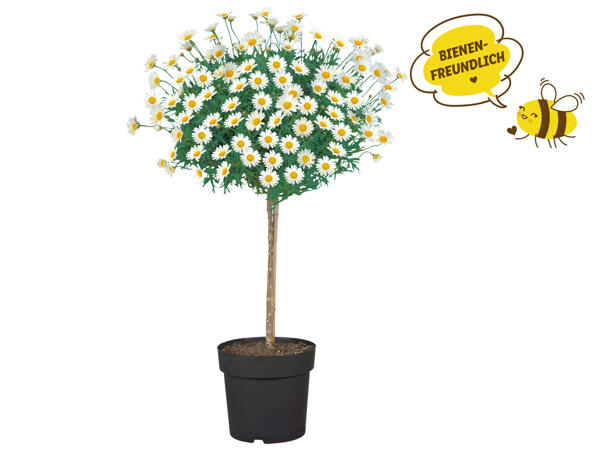 Margaritenstamm