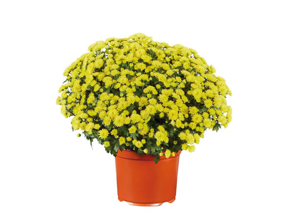 Chrysantheme