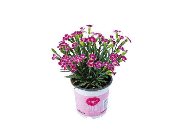 Dianthus Pink Kisses