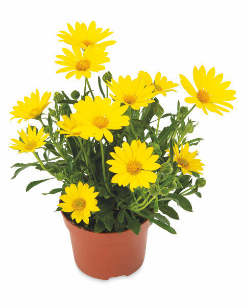 Instant Colour 10.5cm Pots
