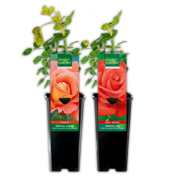 Freiland Rose