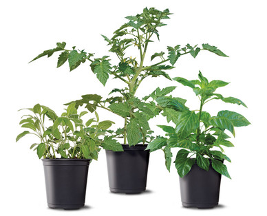6" Vegetable or Herb Assortment