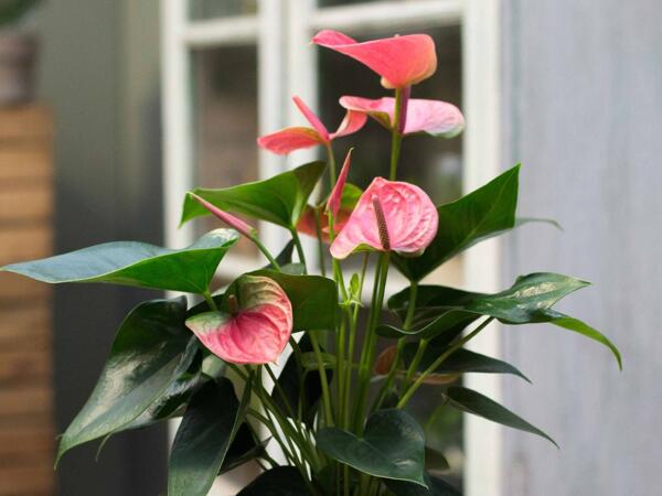 Flamingoblomst