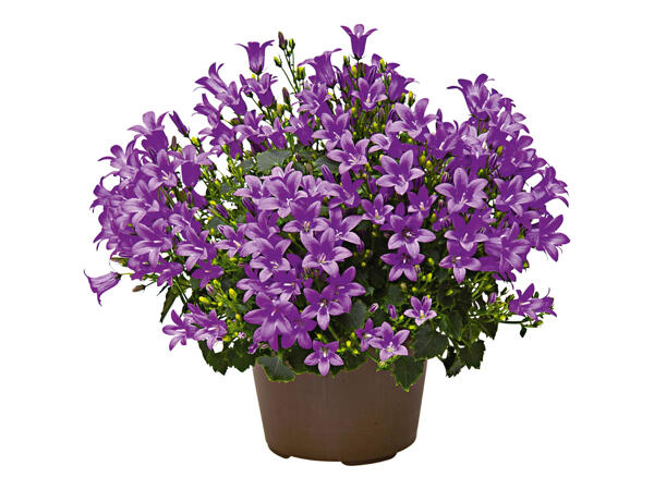Italian Bell Flower (Campanula)