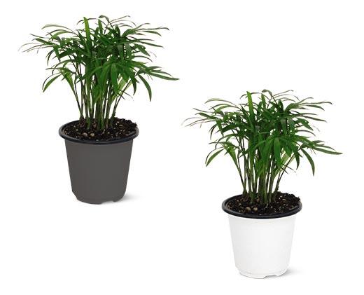 4" Foliage Assorted Varieties
