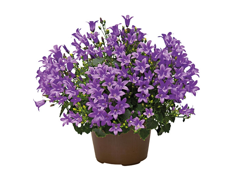 Campanula