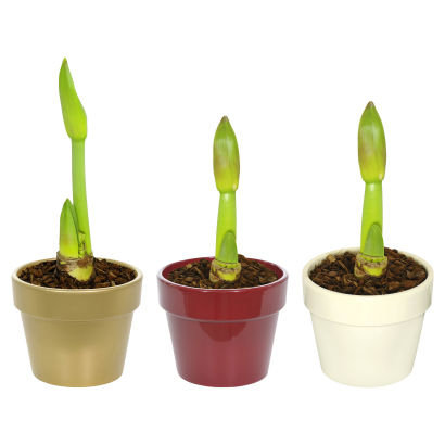 Amaryllis