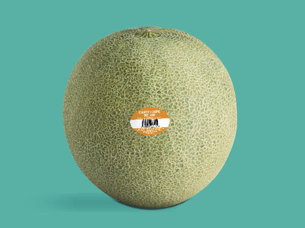 Cantaloupe Melon
