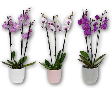 Orchidee con 3 rami