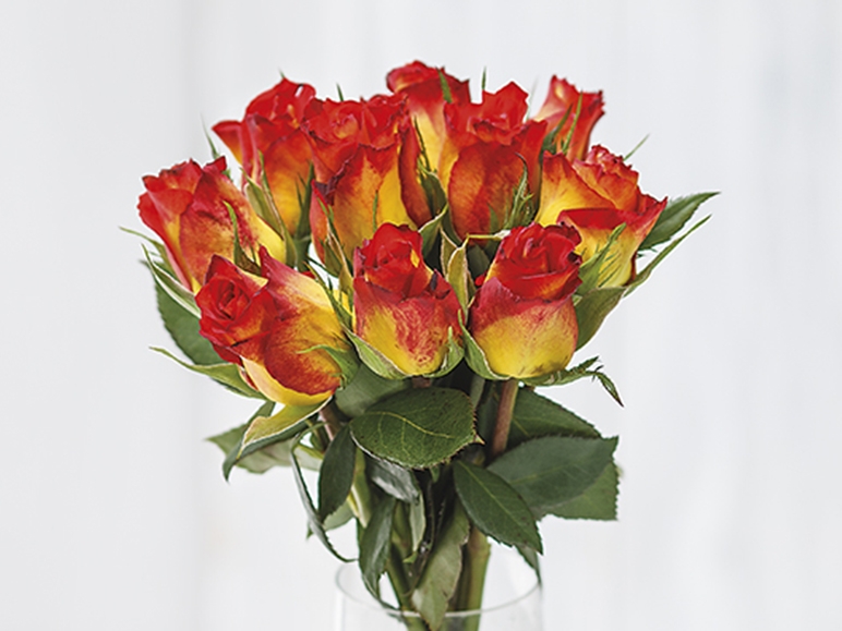 Dozen Large Roses