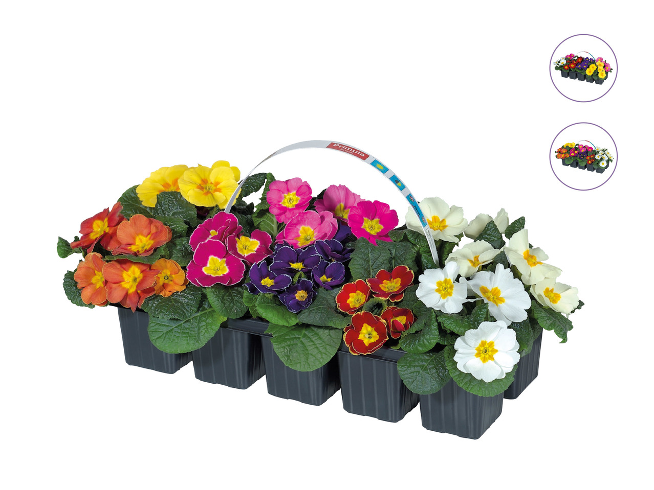 Primroses1
