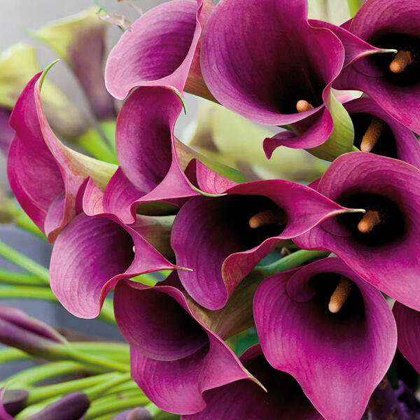 Calla