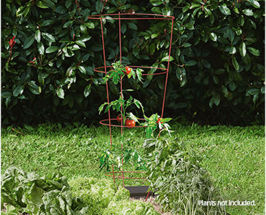 Tomato Cage