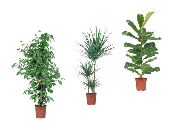 Grande plante verte