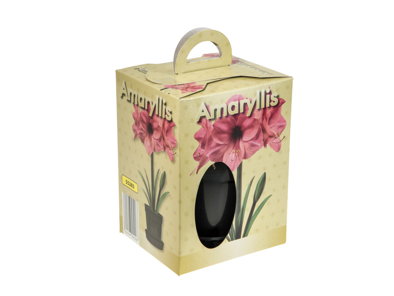 Amaryllis Growing Kit1