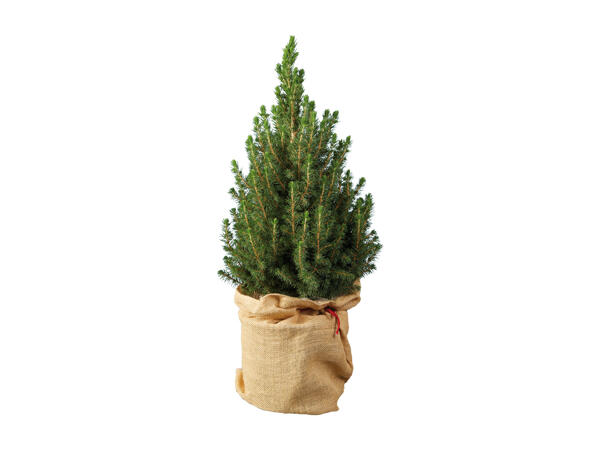 Mini Christmas Tree