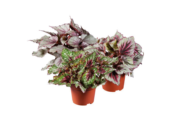 Bladbegonia