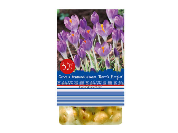 Bulbes à fleurs de printemps