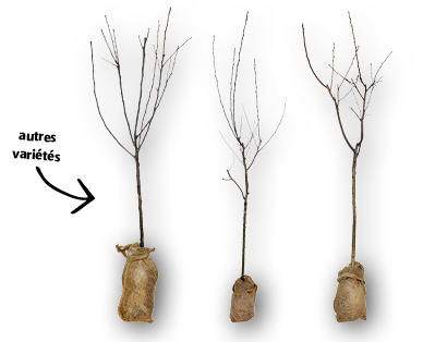 Arbre fruitier