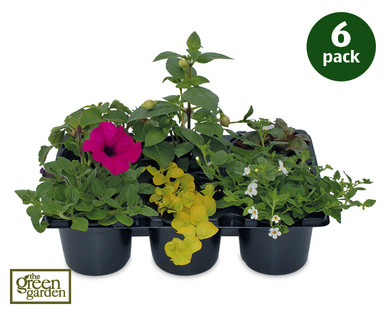 Hanging Basket Plants