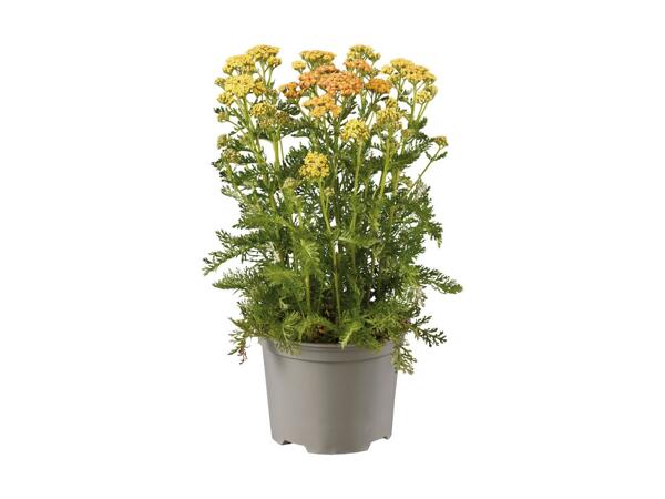 Summerheat Perennial Mix