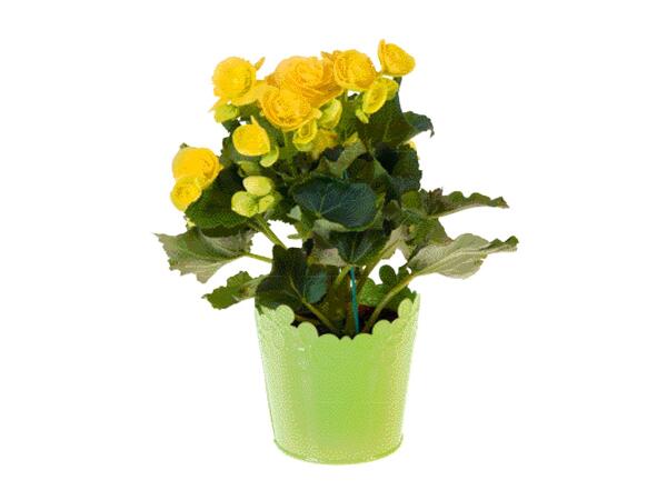 Easter Flowering Plant
