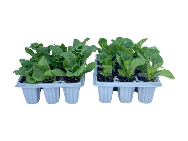 12 Pack Veg Mix